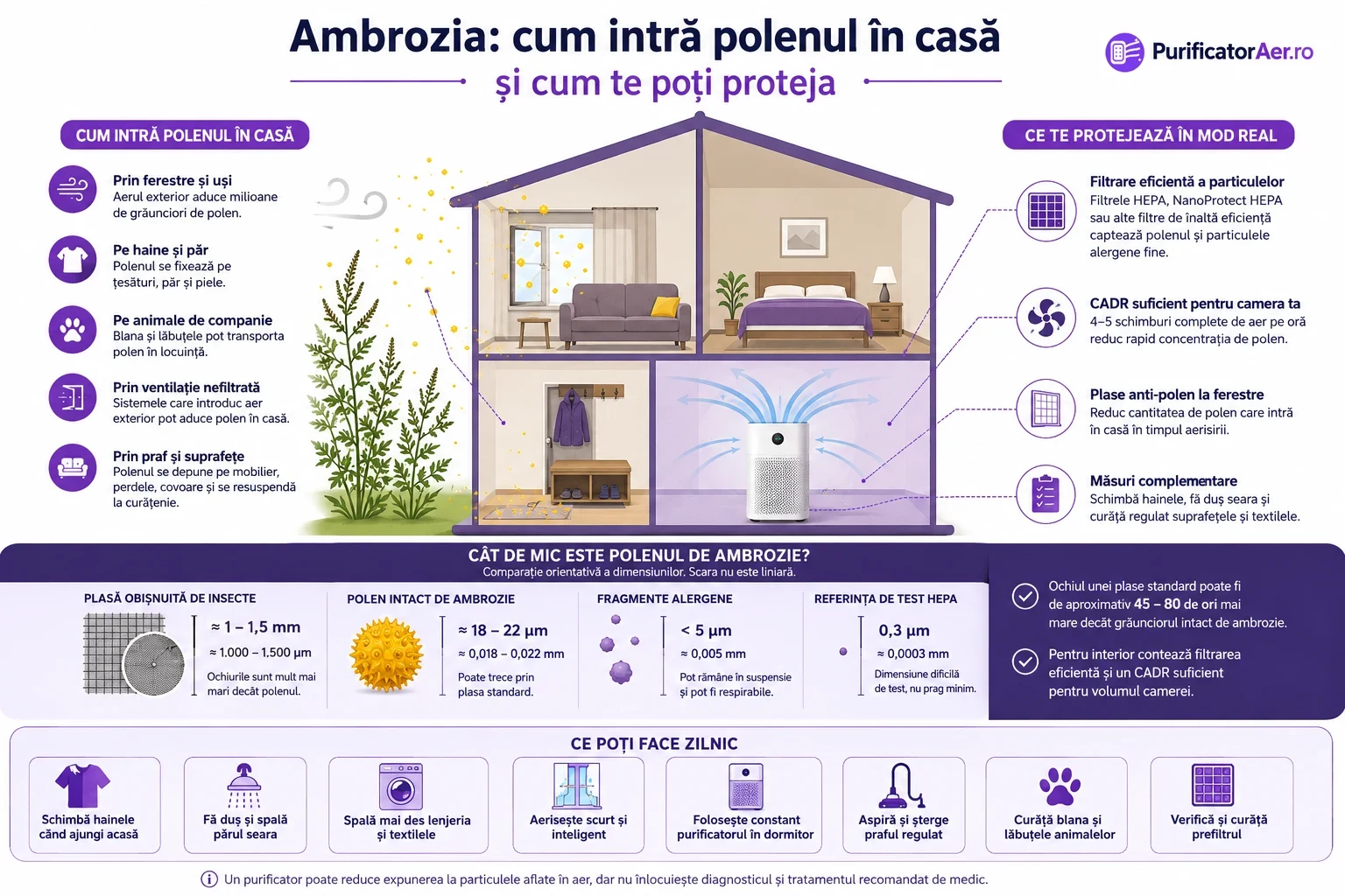 Infografic PurificatorAer.ro despre modul în care polenul de ambrozie intră în casă şi măsurile de reducere a expunerii